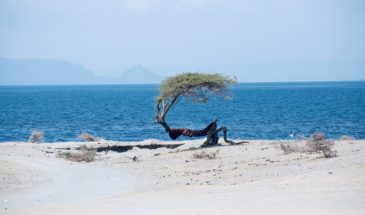 Lac d'Ethiopie, randonnée au bord d'une plage en Éthiopie, on peut voir un arbre au bord