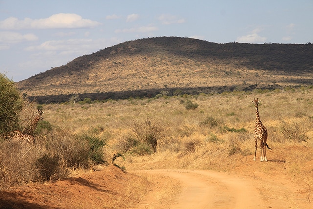 Randonnée Kenya, une girafe dans le parc national d'Amboseli au Kenya