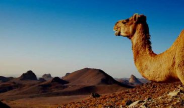 Touriste en randonnée sur un chameau en Algérie dans le désert.