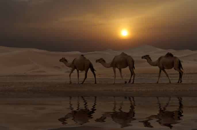 Randonnées chamelières sous un magnifique coucher de soleil dans le désert Tassili