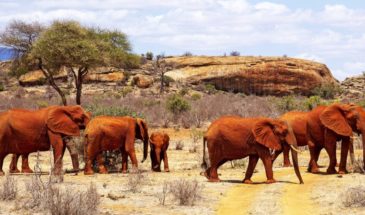 Séjour au Kenya, Troupeau d'Éléphants dans un désert au Kenya