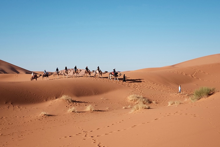 Désert du sinaï, Trek en chameau: troupeau de chameau dans le désert à Louxor en Egypte