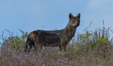 Trek en Ethiopie, la Faune en Éthiopie, on y voit une hyienne