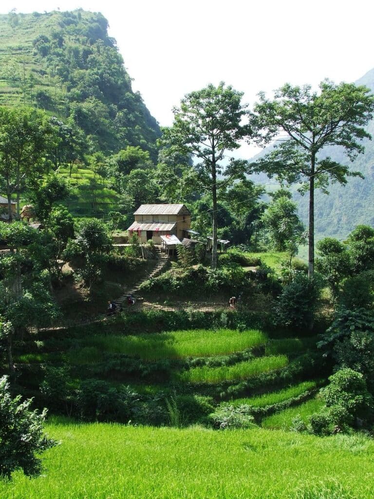 Trek en famille : il y a des champs de riz près d'une habitation qui est entourée de montagnes et de verdure.
