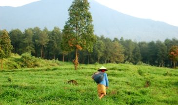 Trekking Toraja : un paysan en train de marché sur la végétation des montagne en Indonésie