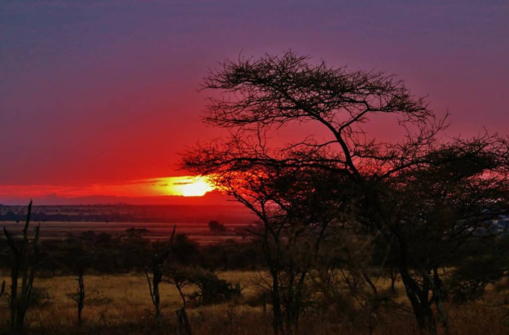 Voyager en Tanzanie : couché de soleil dans les arbres de la savane.