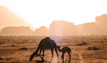 Chameaux dans le désert de l'Adrar.