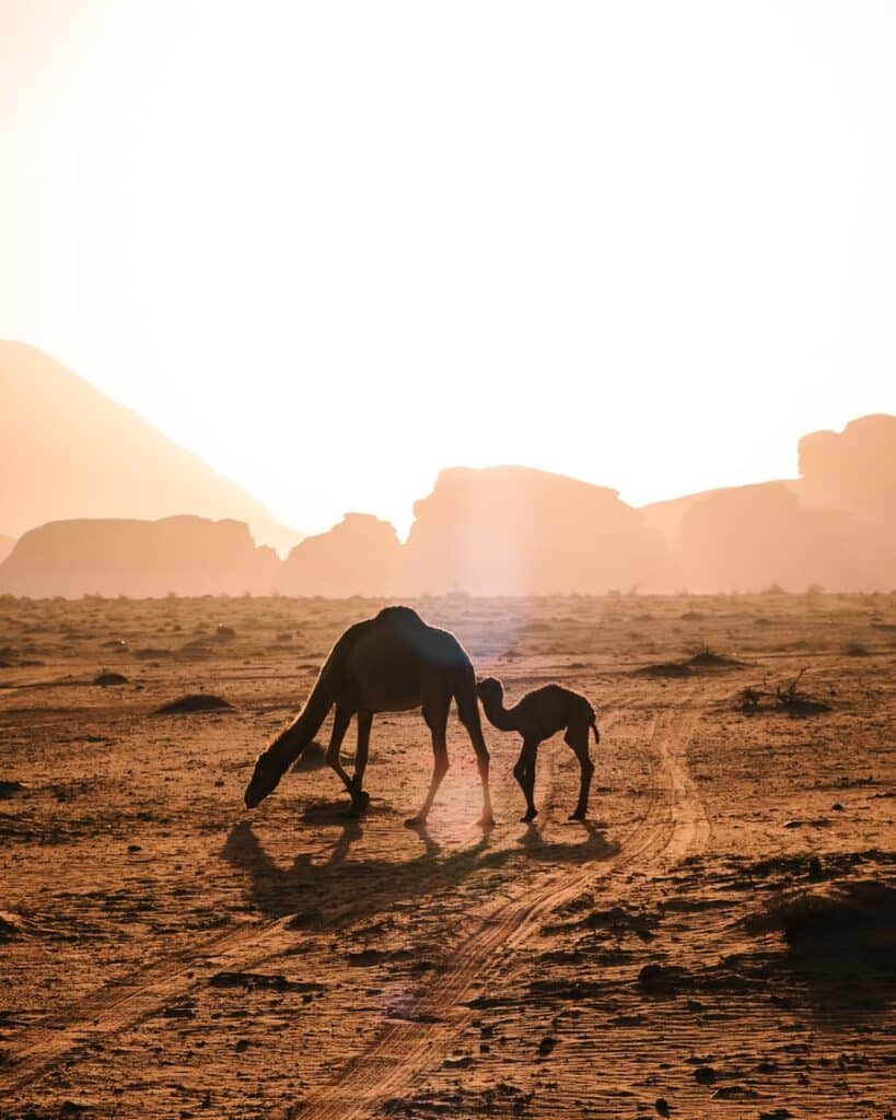 Chameaux dans le désert de l'Adrar.
