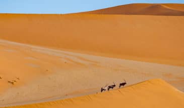 Antilope dans le désert en Méharée Mauritanie.