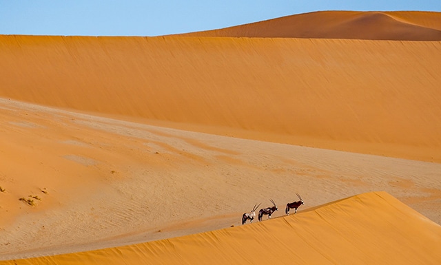 Antilope dans le désert en Méharée Mauritanie.