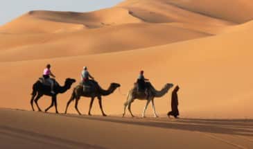 Touristes à dos de chameau traversant le désert dans la vallée du Drâa.