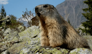 Une marmotte assise sur un rocher et une forêt aux alentours, alpinisme randonnée