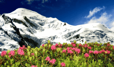 Belle vue d'une montagne à partir d'un parc fleuri,le tour du Mont Blanc rando