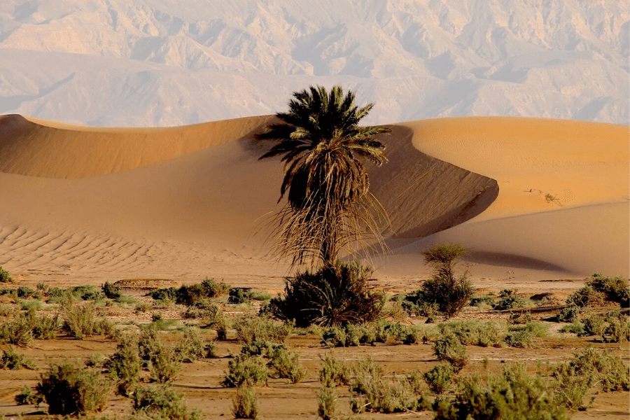 Randonnée Jordanie Petra : vue sur un palmier au milieu du désert de Wadi Araba en Jordanie