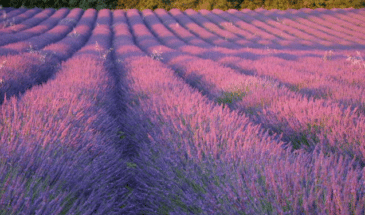 Un champ de fleurs de Violet,parc du Lubéron randonnées