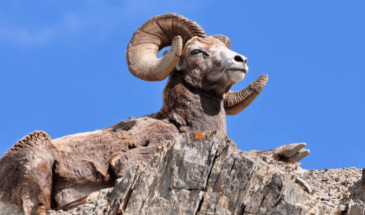Un mouton avec des grandes cornes assis sur une roche,randonnée Caroux