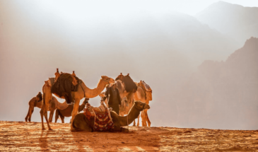 Trekking Sinaï : Randonnée à chameaux à travers les paysages variés qui s'offrent à vous