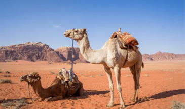 Trekking en Jordanie : randonnée à dos de chameaux dans le désert