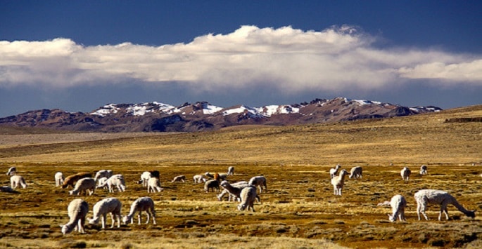 Trek Chili, à la découverte de vastes chaine de montagne bordés par des prairies pour les herbivores