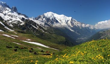 Magnifique paysage florale et vue sur le Mont-Blanc